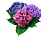 Гортензия (Hydrangea)